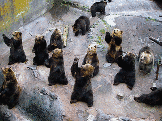 クマ牧場の画像