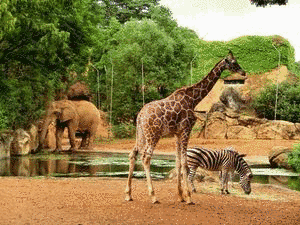 仙台市八木山動物公園の画像