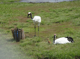 丹頂鶴自然公園の画像