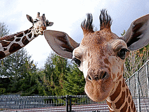 長野市茶臼山動物園の画像