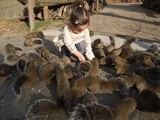 町田リス園の画像