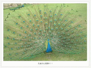 小豆島孔雀園の画像