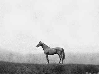 1902年生 (競走馬)の画像