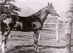 1908年生 (競走馬)の画像