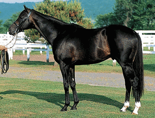 1921年生 (競走馬)の画像