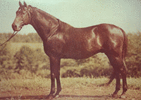 1924年生 (競走馬)の画像
