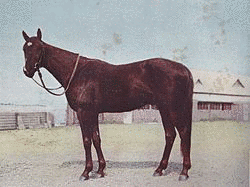 1931年生 (競走馬)の画像