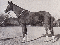 1936年生 (競走馬)の画像