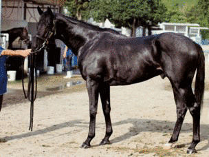 1938年生 (競走馬)の画像