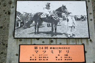 マツミドリの画像