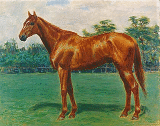 1953年生 (競走馬)の画像