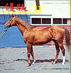 1956年生 (競走馬)の画像