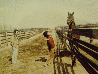1960年生 (競走馬)の画像