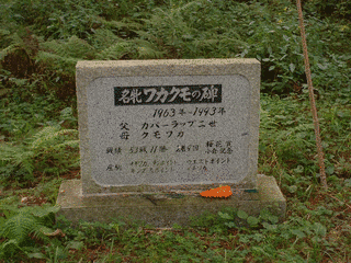 ワカクモの画像