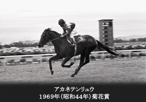 アカネテンリュウの画像