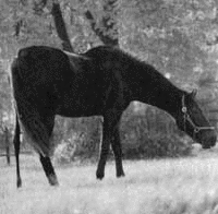 タカエノカオリの画像