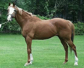 1971年生 (競走馬)の画像