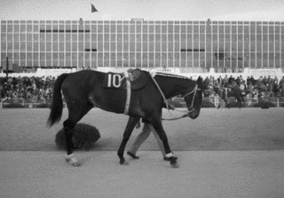 ハシコトブキの画像