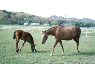 テスコパールの画像
