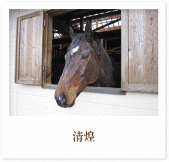 トライバルセンプーの画像