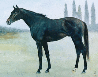1980年生 (競走馬)の画像