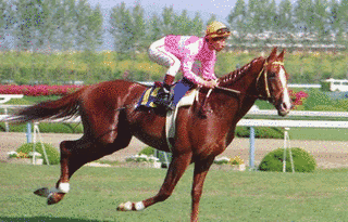 1982年生 (競走馬)の画像