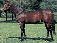 イタリアの競馬の画像