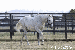 ハクタイセイの画像