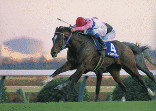 1988年生 (競走馬)の画像