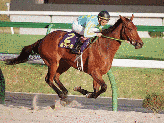 1990年生 (競走馬)の画像