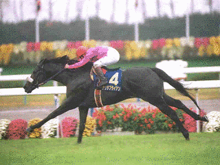 1991年生 (競走馬)の画像