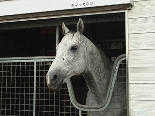 ティッカネンの画像