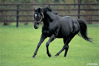 1992年生 (競走馬)の画像
