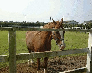イシノサンデーの画像
