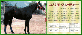 エリモダンディーの画像