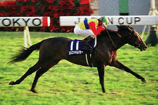 1995年生 (競走馬)の画像