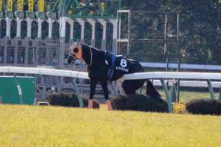 シンボリインディの画像