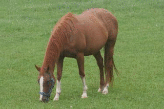 フサイチソニックの画像