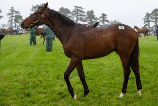 フランス生産の競走馬の画像