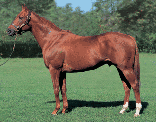 1998年生 (競走馬)の画像