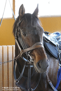 アイルランド調教の競走馬の画像