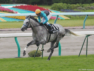 障害馬及び障害戦出走経験馬の画像