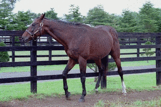 1977年生 (競走馬)の画像