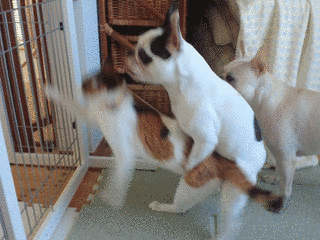 ヘコヘコの画像