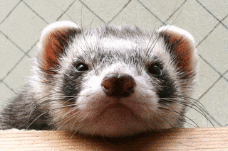 フェレットの画像