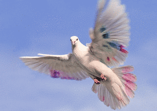 伝書鳩の画像
