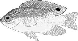 FISHBASEの画像