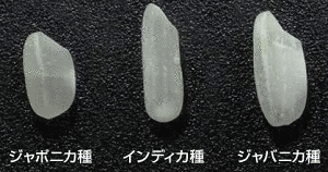 ジャポニカ米の画像