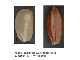 占城稲の画像
