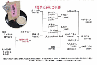 水稲農林1号の画像